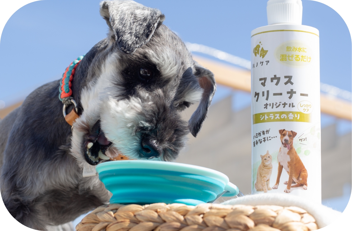 愛犬のデンタルケア 飲む・食べる イメージ